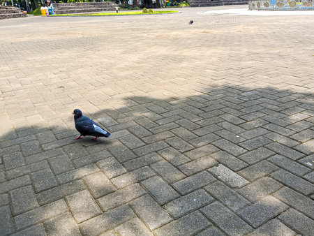 young birds that are in a park with a bright morning atmosphereの写真素材