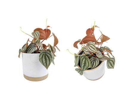 peperomia plant isolated on white background. can used for advertising and decoration needsの写真素材