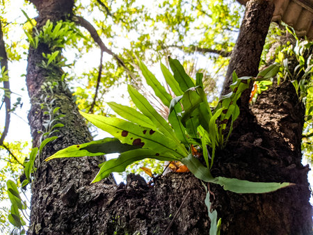 fern plants attached to trees of their natural habitatの写真素材