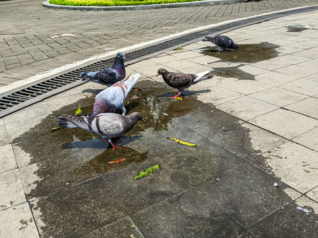 young birds that are in the park are drinking water on a sunny morningの写真素材