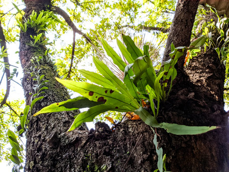 fern plants attached to trees of their natural habitatの写真素材