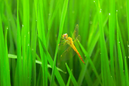 small animals in the morning in green rice with blur backgroundの写真素材