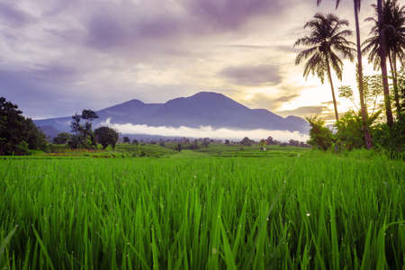 the beauty of rural nature with green rice fields in the morning with dew, coconut trees and...
