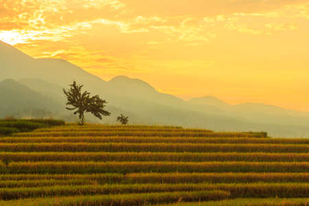 morning view in the rice field area on the mountain with yellow rice at a beautiful sunriseの写真素材