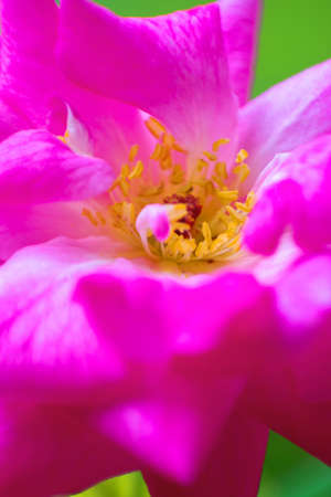 Little red ants on flower petals and green stems with blurred background in the morningの写真素材