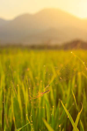 panoramic view of the morning with mountains and rice terraces lineの写真素材
