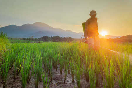 morning view on the mountain range in yellowの写真素材