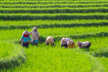 morning view on the mountain range in yellowの写真素材
