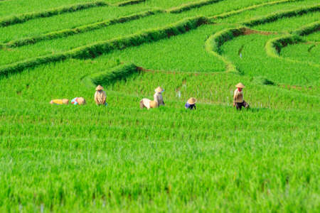 morning view on the mountain range in yellowの写真素材