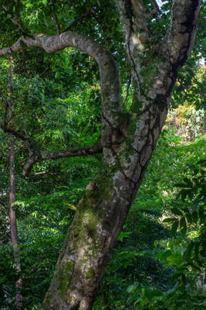 Morning view in green forest and big trees