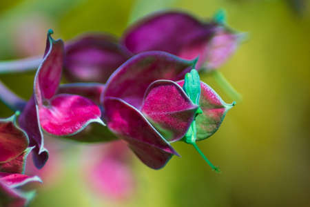 a photo of a wasp on a beautiful frangipani flowerの写真素材