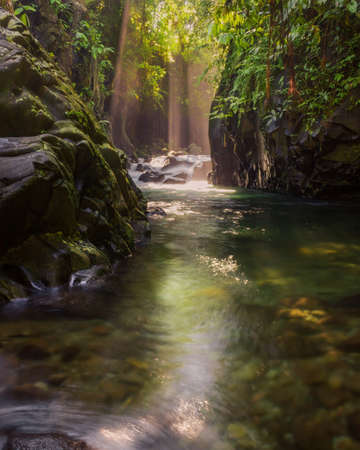 a photo of a wasp on a beautiful frangipani flowerの写真素材