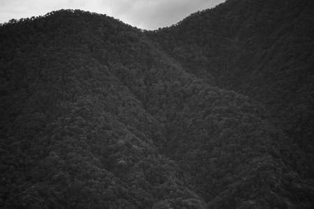 Farmers at work spraying paddy that is already full and green on a sunny morning in Indonesiaの写真素材
