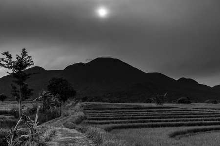 Farmers at work spraying paddy that is already full and green on a sunny morning in Indonesiaの写真素材