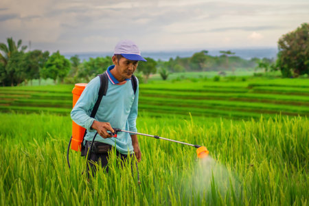 Farmers at work spraying paddy that is already full and green on a sunny morning in Indonesiaのeditorial素材