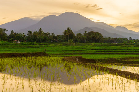 View of Indonesia in the morning, green rice fields sun rising brightly over the mountain
