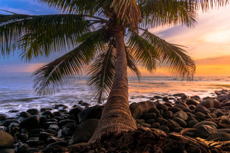 Asian landscape at sunset on the beach with coconut treesの写真素材