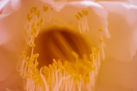 Beautiful morning view indonesia Panorama Landscape paddy fields with beauty color and sky natural lightの写真素材