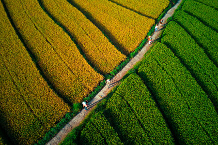 Beautiful morning view indonesia Panorama Landscape paddy fields with beauty color and sky natural lightの写真素材