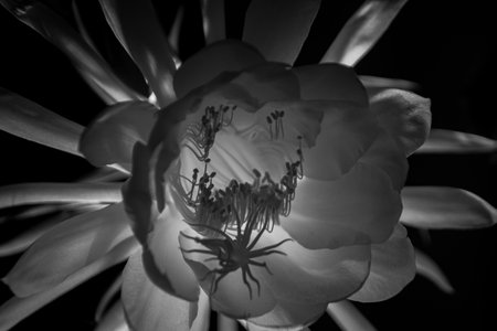 Beautiful morning view indonesia Panorama Landscape paddy fields with beauty color and sky natural lightの写真素材