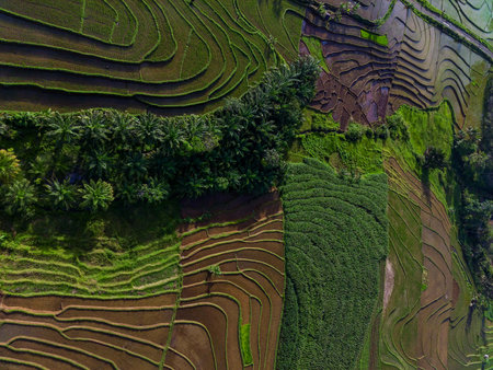 Beautiful morning view indonesia panorama landscape paddy fields with beauty color and sky natural...