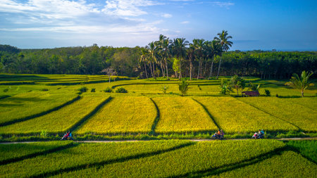Beautiful morning view indonesia Panorama Landscape paddy fields with beauty color and sky natural...