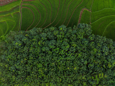 aerial view beautiful morning view from Indonesia about mountain and forestの写真素材