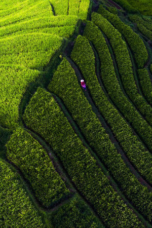 Beautiful morning view indonesia Panorama Landscape paddy fields with beauty color and sky natural lightの写真素材
