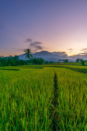 Beautiful morning view indonesia Panorama Landscape paddy fields with beauty color and sky natural...