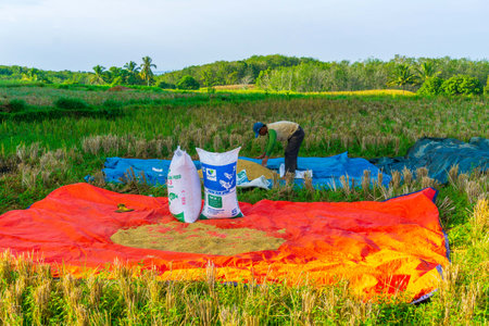 Beautiful morning view indonesia Panorama Landscape paddy fields with beauty color and sky natural lightの写真素材