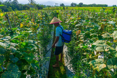 Beautiful morning view indonesia Panorama Landscape paddy fields with beauty color and sky natural...