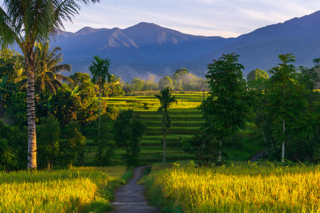 Beautiful morning view indonesia Panorama Landscape paddy fields with beauty color and sky natural lightの写真素材