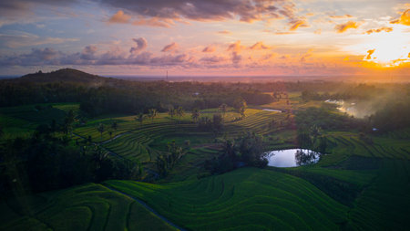 Beautiful morning view indonesia Panorama Landscape paddy fields with beauty color and sky natural...