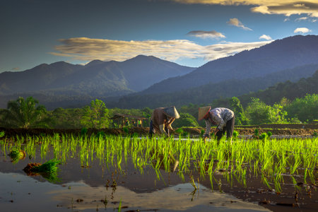 Beautiful morning view indonesia Panorama Landscape paddy fields with beauty color and sky natural lightの写真素材