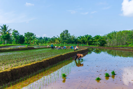 Beautiful morning view indonesia Panorama Landscape paddy fields with beauty color and sky natural lightの写真素材