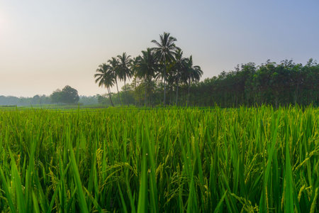 Beautiful morning view indonesia Panorama Landscape paddy fields with beauty color and sky natural...