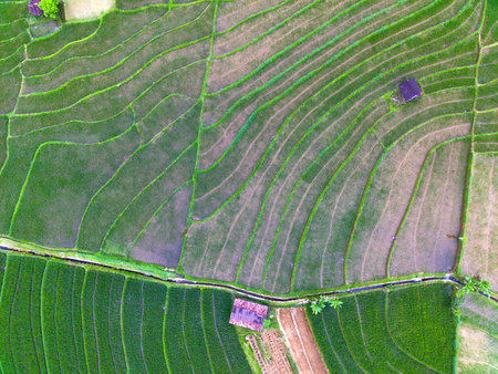 Beautiful morning view indonesia Panorama Landscape paddy fields with beauty color and sky natural...