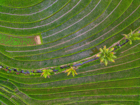 Beautiful morning view indonesia Panorama Landscape paddy fields with beauty color and sky natural...