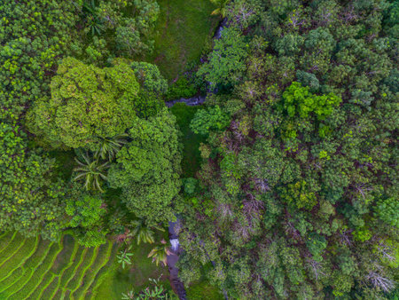 Beautiful morning view indonesia Panorama Landscape paddy fields with beauty color and sky natural lightの写真素材
