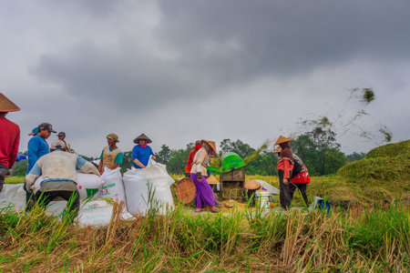 Beautiful morning view indonesia Panorama Landscape paddy fields with beauty color and sky natural lightの写真素材