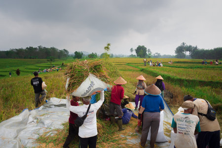 Beautiful morning view indonesia Panorama Landscape paddy fields with beauty color and sky natural...
