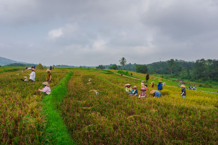 Beautiful morning view indonesia Panorama Landscape paddy fields with beauty color and sky natural lightの写真素材
