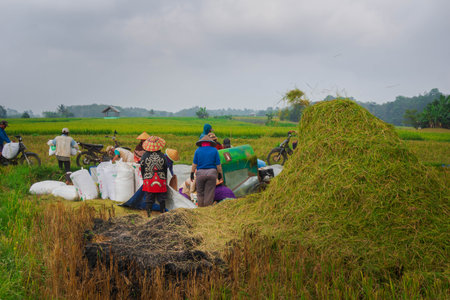 Beautiful morning view indonesia Panorama Landscape paddy fields with beauty color and sky natural lightの写真素材