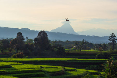 Beautiful morning view indonesia Panorama Landscape paddy fields with beauty color and sky natural lightの写真素材