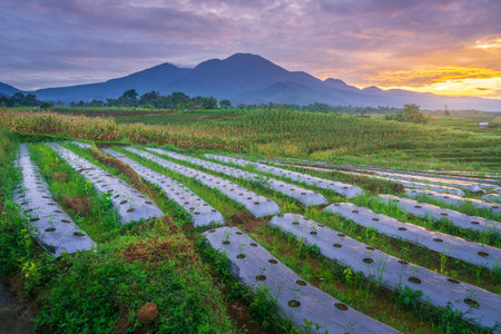 beautiful morning view from Indonesia of mountains and tropical forest