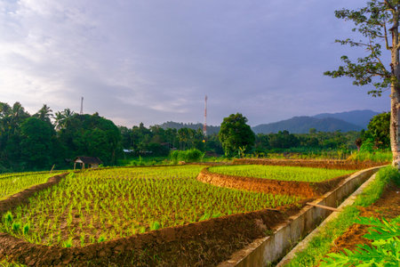 beautiful morning view from Indonesia of mountains and tropical forest