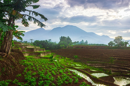 beautiful morning view from Indonesia of mountains and tropical forest