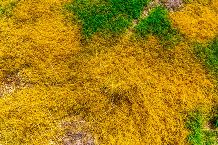 background with colorful abstract Indonesian nature for business