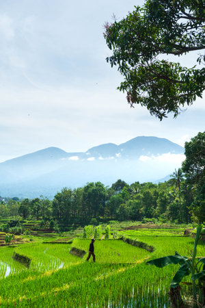beautiful morning view from Indonesia of mountains and tropical forest