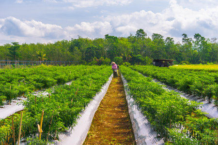 beautiful morning view from Indonesia of mountains and tropical forestの写真素材